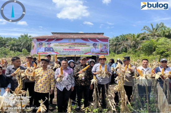 Panen Raya Jagung Bukit Kratai Bukti Nyata Dana Desa untuk Ketahanan Pangan